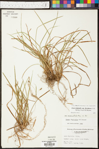 Carex digitalis var. floridana image