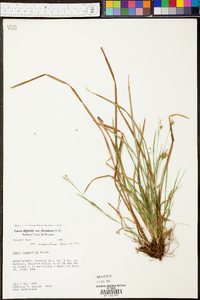 Carex digitalis var. floridana image