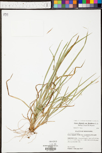 Carex digitalis var. floridana image