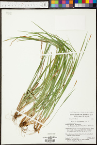 Carex digitalis var. floridana image