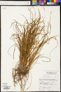 Carex digitalis var. macropoda image