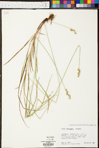 Carex festucacea image