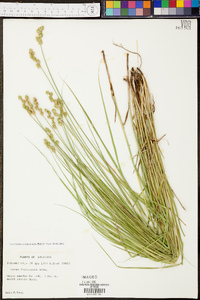 Carex festucacea image