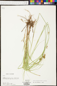 Carex festucacea image