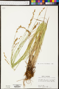 Carex foenea image