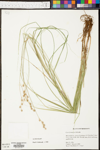 Carex foenea image