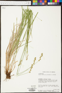 Carex foenea image