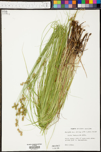 Carex foenea image