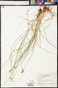 Carex foenea image