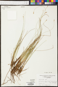 Carex exilis image