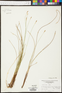 Carex exilis image