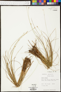 Carex exilis image