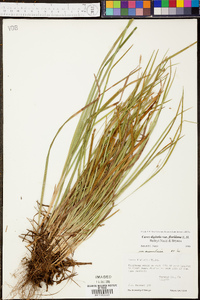 Carex digitalis var. floridana image