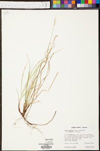 Carex emmonsii image