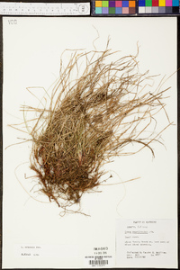 Carex emmonsii image