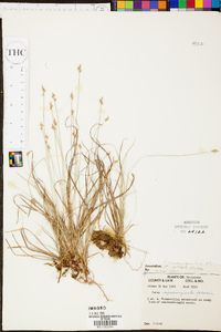 Carex emmonsii image