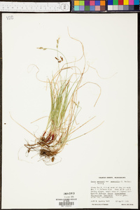 Carex emmonsii var. australis image