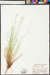 Carex albicans var. albicans image