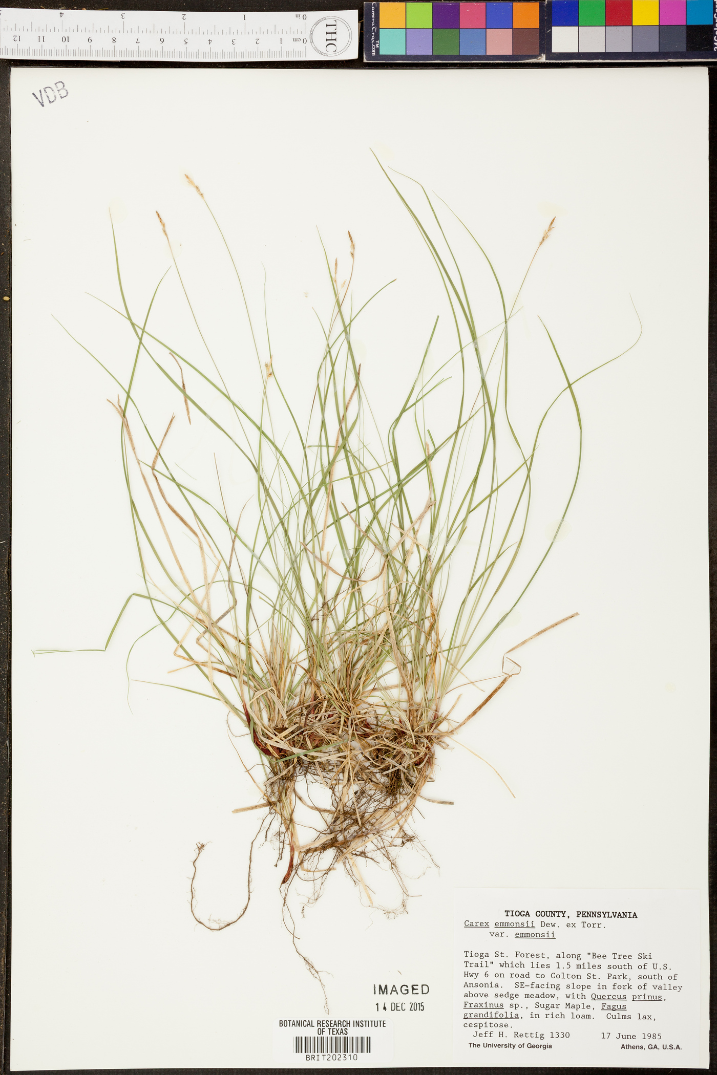 Carex emmonsii var. emmonsii image