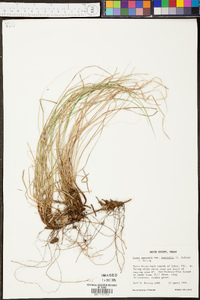 Carex emmonsii var. australis image