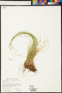 Carex emmonsii image