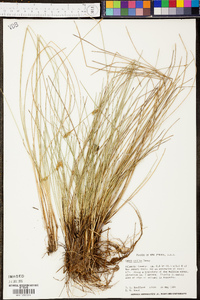 Carex exilis image