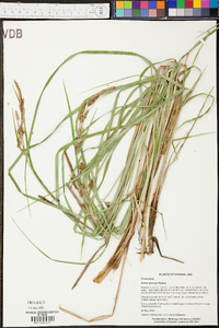 Carex emoryi image