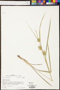 Carex folliculata image