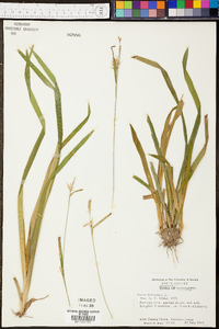 Carex folliculata image