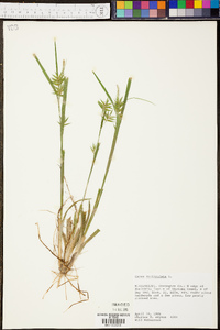 Carex folliculata image