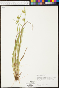 Carex folliculata image