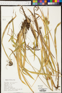 Carex folliculata image