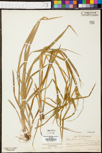 Carex folliculata image