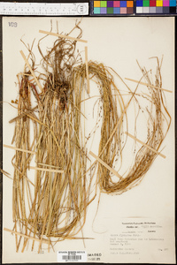 Carex flexuosa image