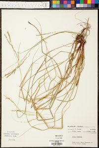 Carex flexuosa image