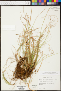 Carex floridana image