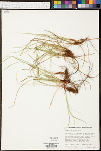 Carex floridana image