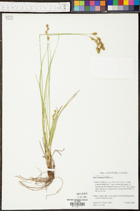 Carex foenea image