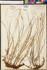 Carex foenea image