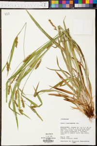 Carex flaccosperma image