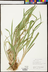 Carex flaccosperma image