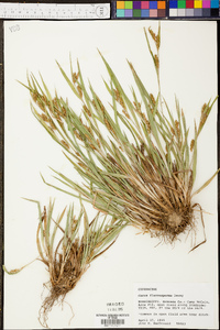 Carex flaccosperma image