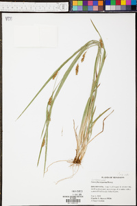 Carex flaccosperma image