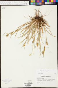 Carex flaccosperma image