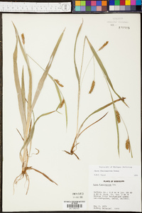 Carex flaccosperma image