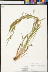 Carex flaccosperma image