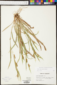 Carex flaccosperma image