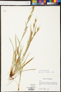 Carex flaccosperma image