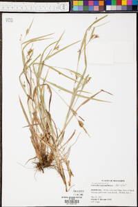 Carex flaccosperma image