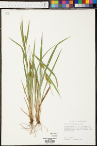 Carex flaccosperma image